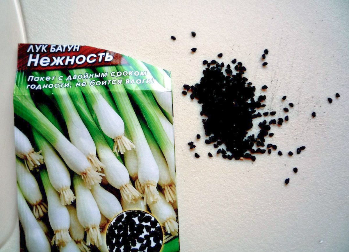 Лук батун семена луковицы
