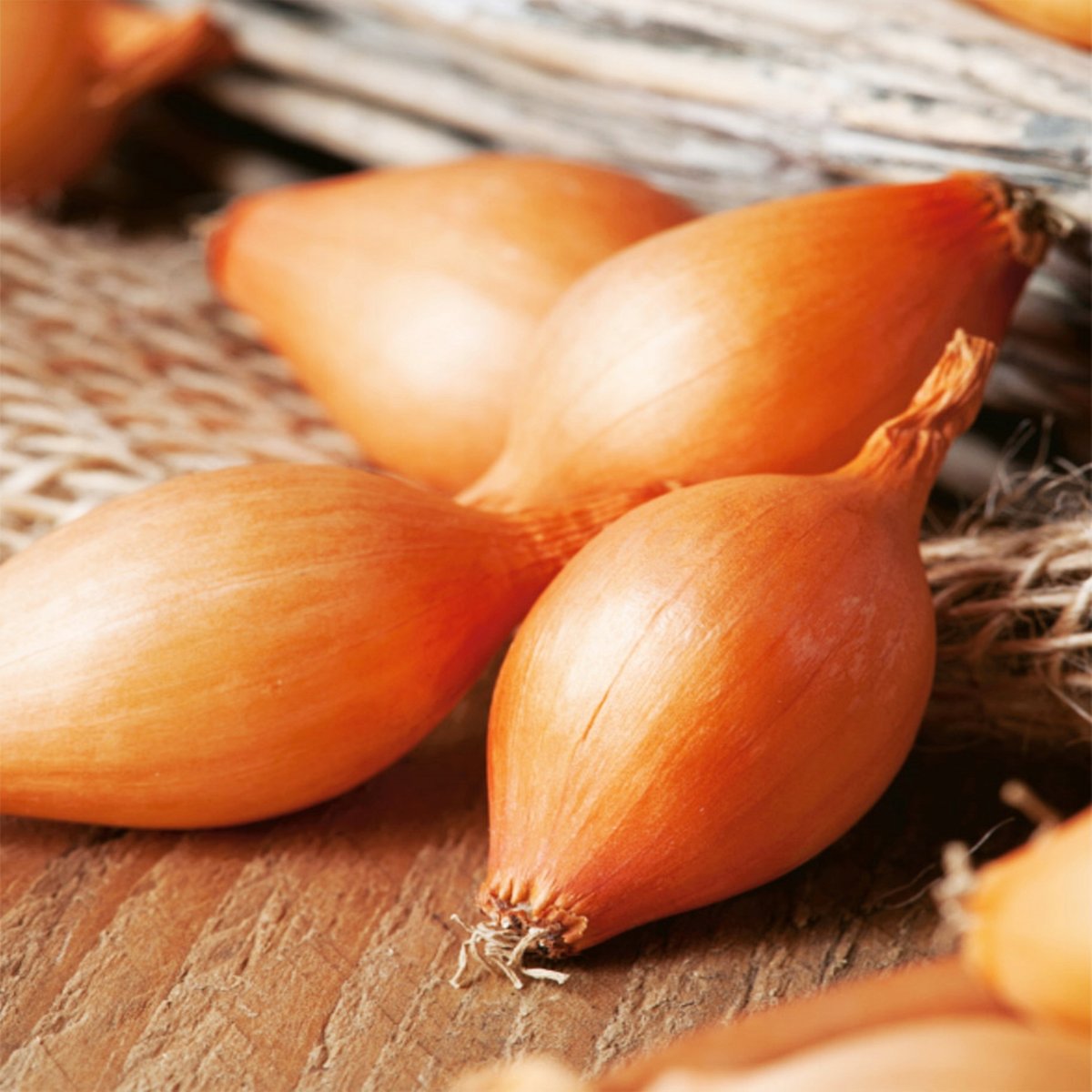 Стурон лук севок голландский