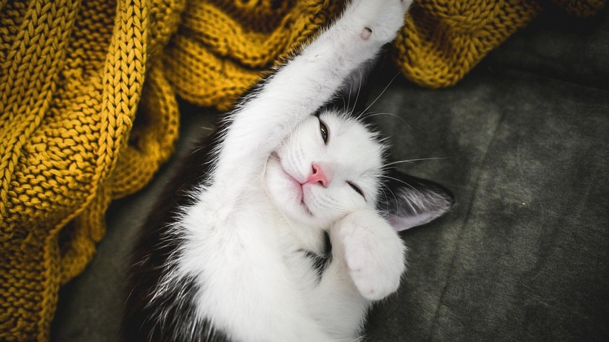 Кот улыбается