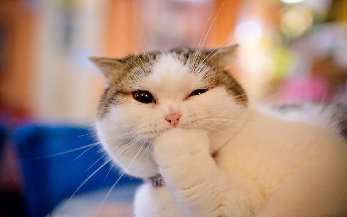 Кот на пляже