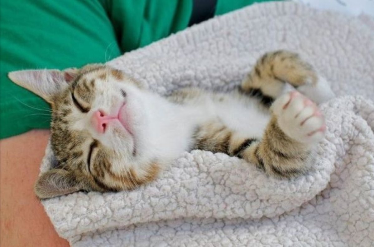 Кот улыбается