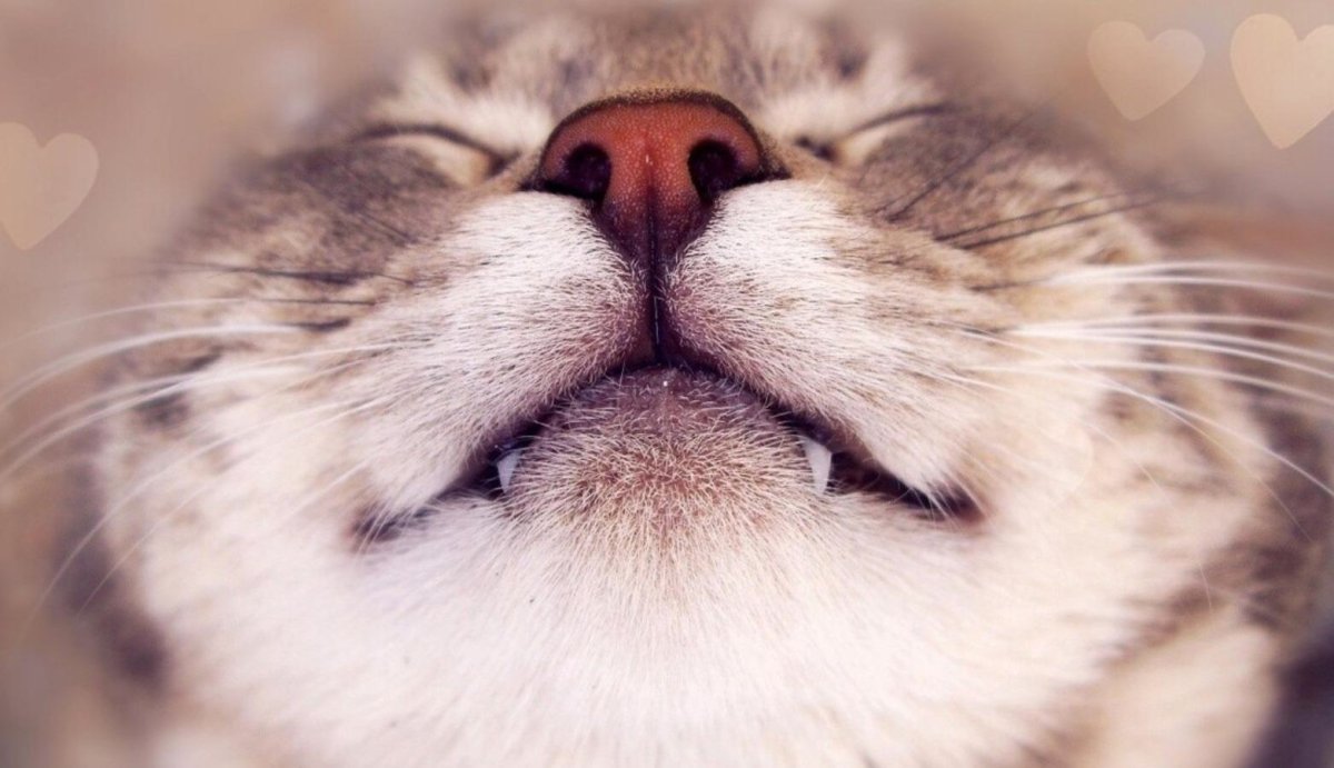 Довольный кот арт