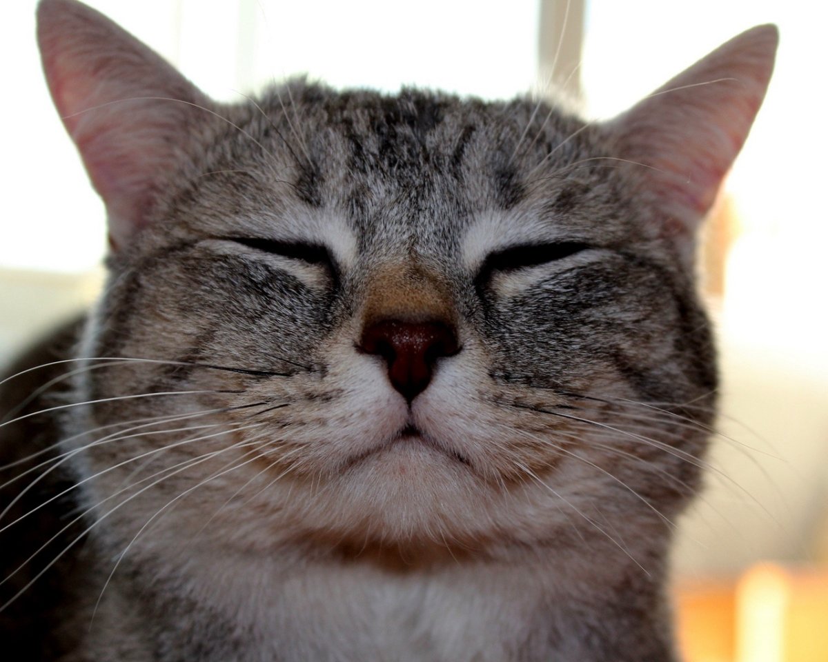 Стикер "котик"