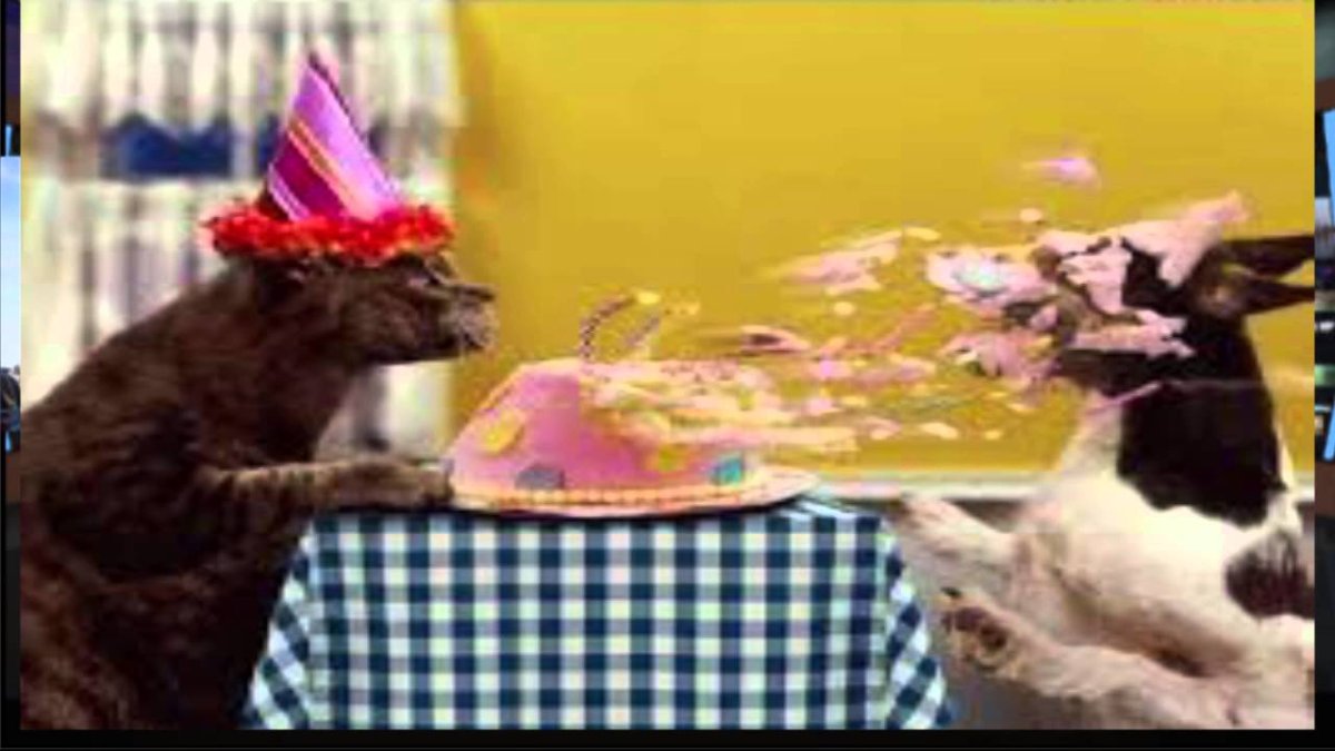 Звери поздравляют с днем рождения