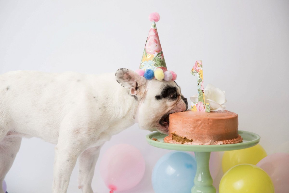 День рождения собаки