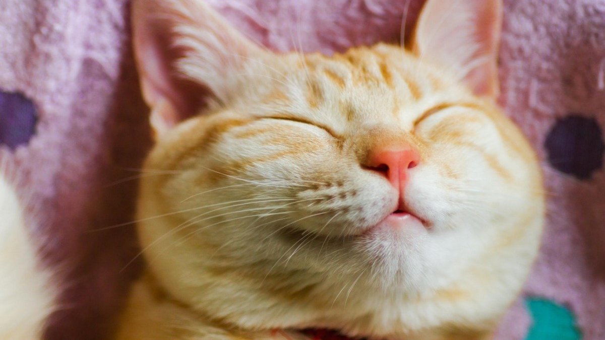 Кошка греется на солнышке