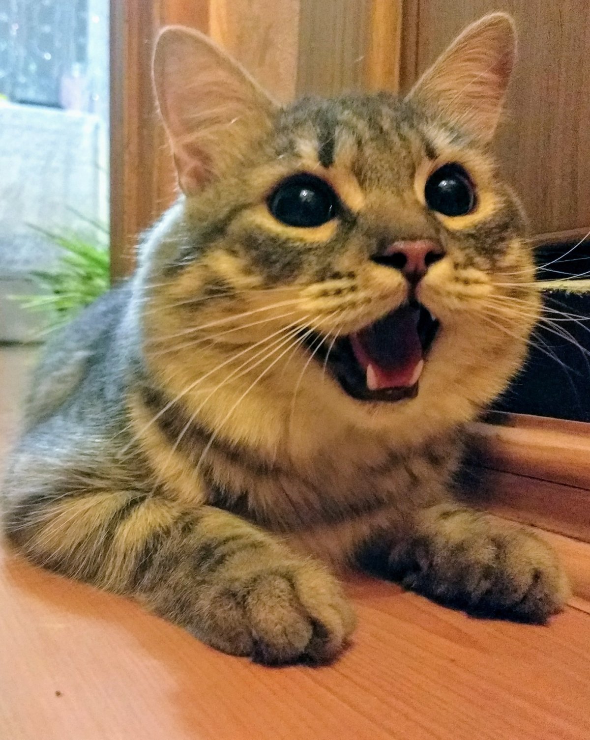 Рыжая кошка