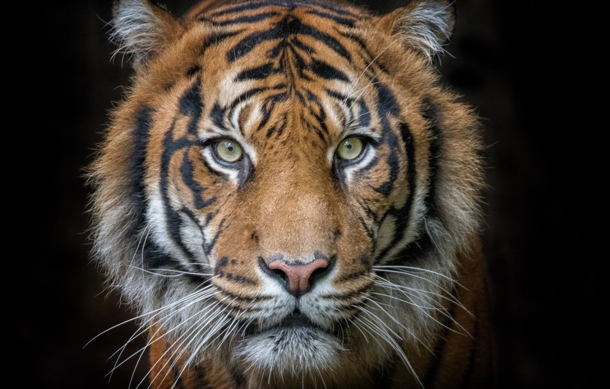 Морда тигра