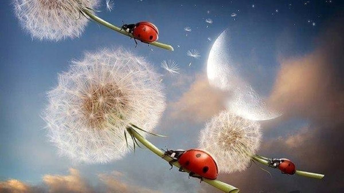 Художник овечки Роб Скоттон