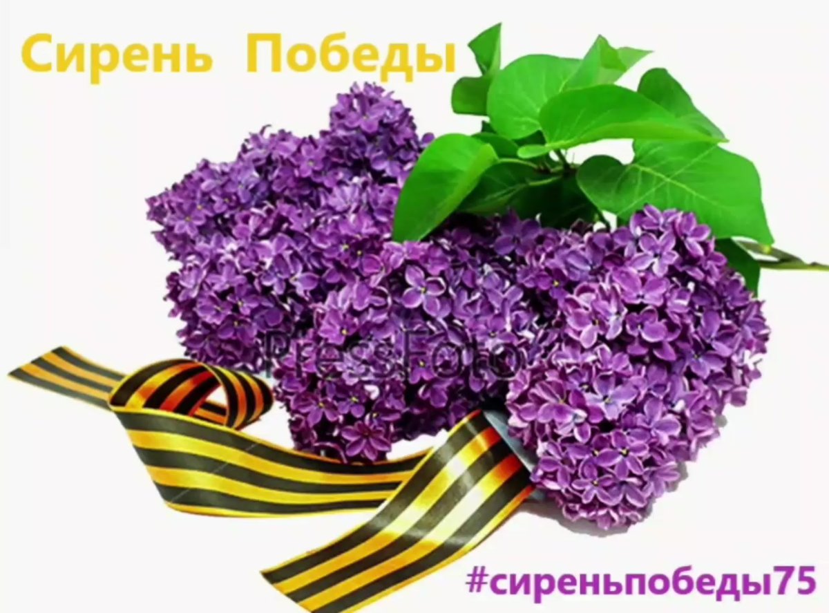 Сирень день Победы