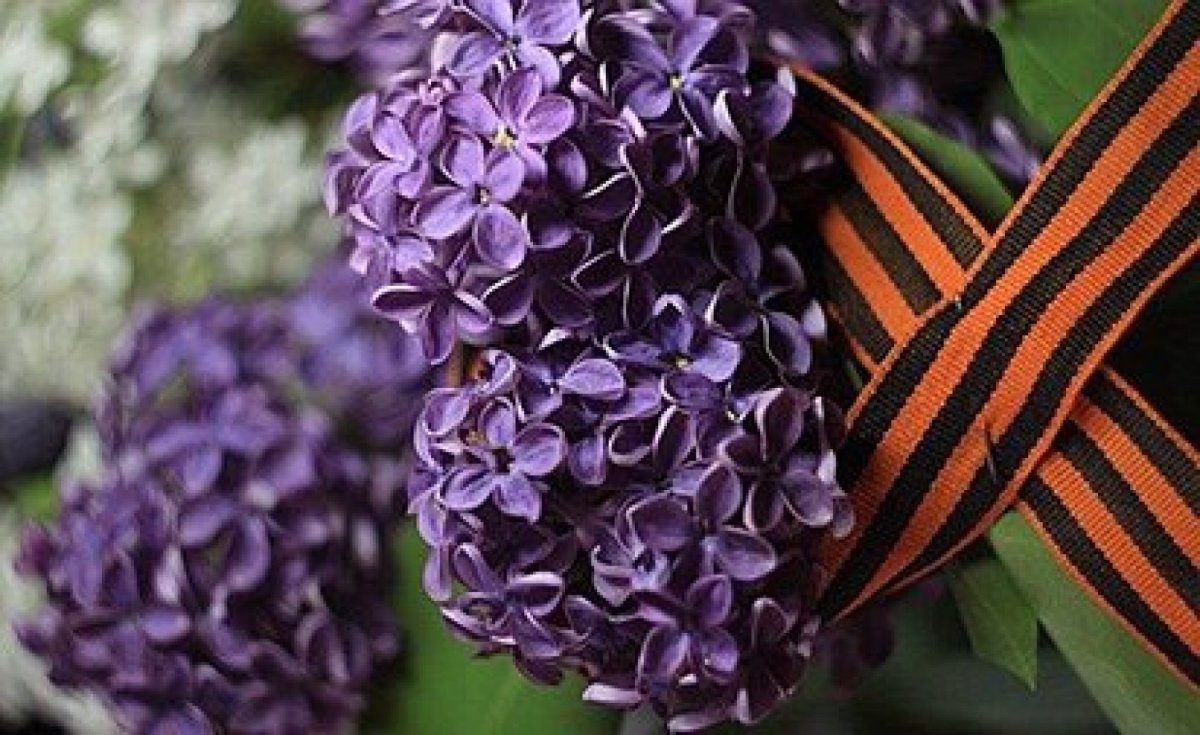 Сирень Победы