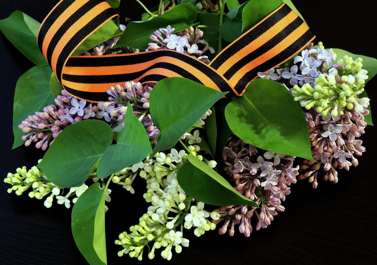 Сирень день Победы