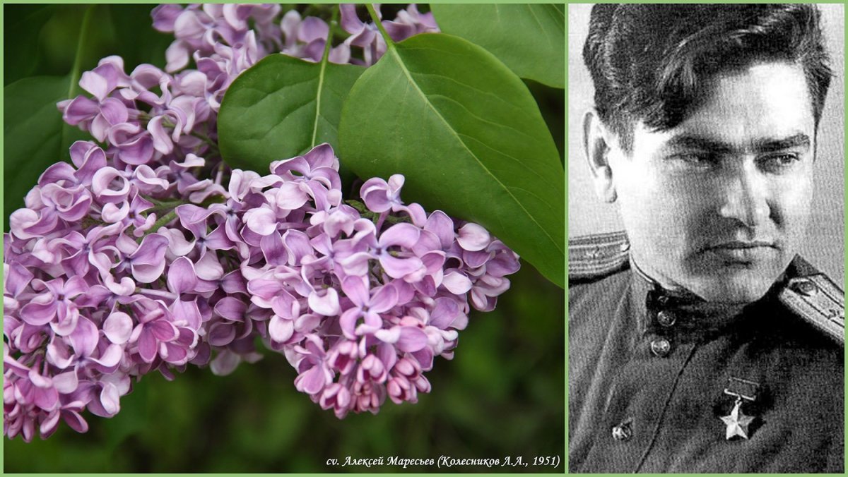 Сорт сирени Зоя Космодемьянская