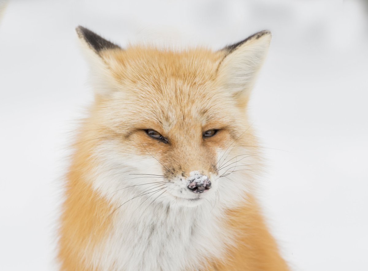 Лисья морда