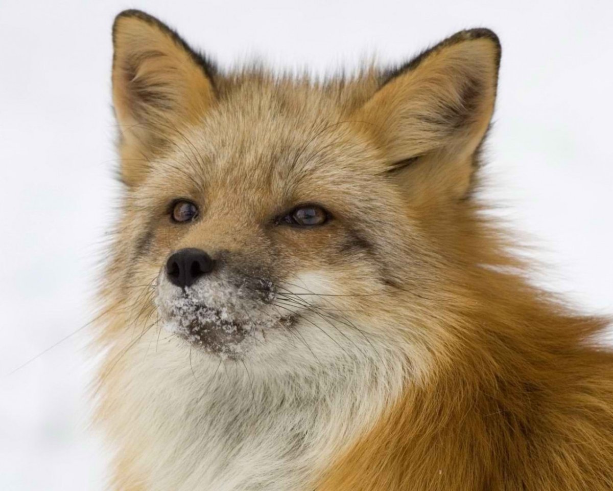 Шапка для группы в ВК лиса