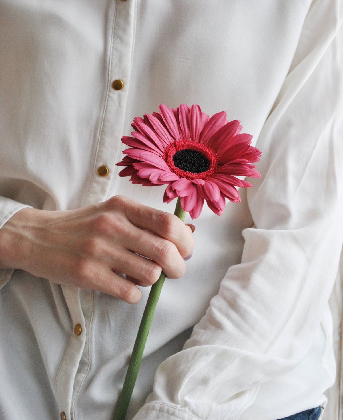 Герберы цветы