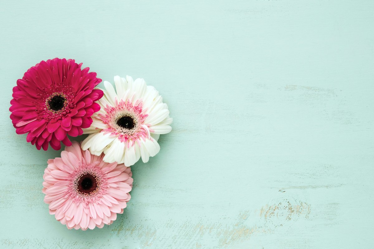 Герберы цветы