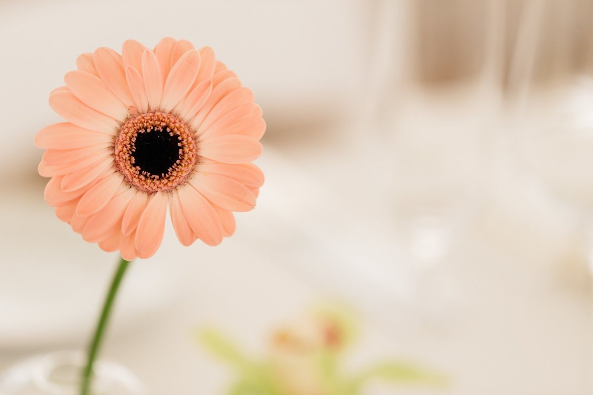 Герберы фон