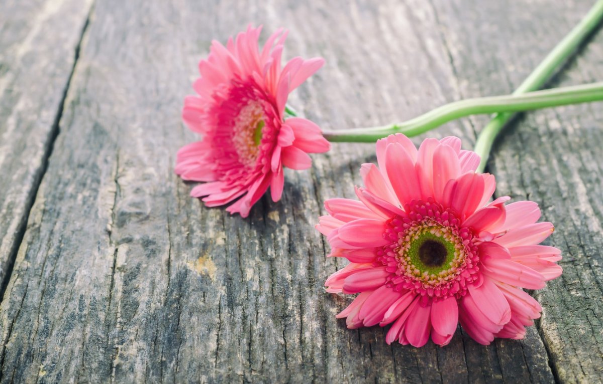Герберы на деревянном столе