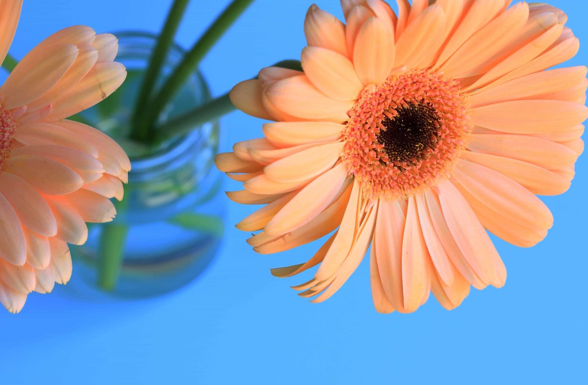 Красивые герберы