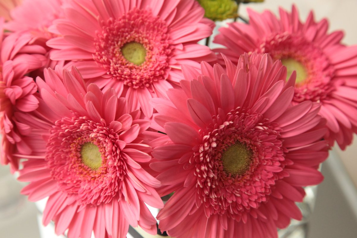 Гербера гарвиния