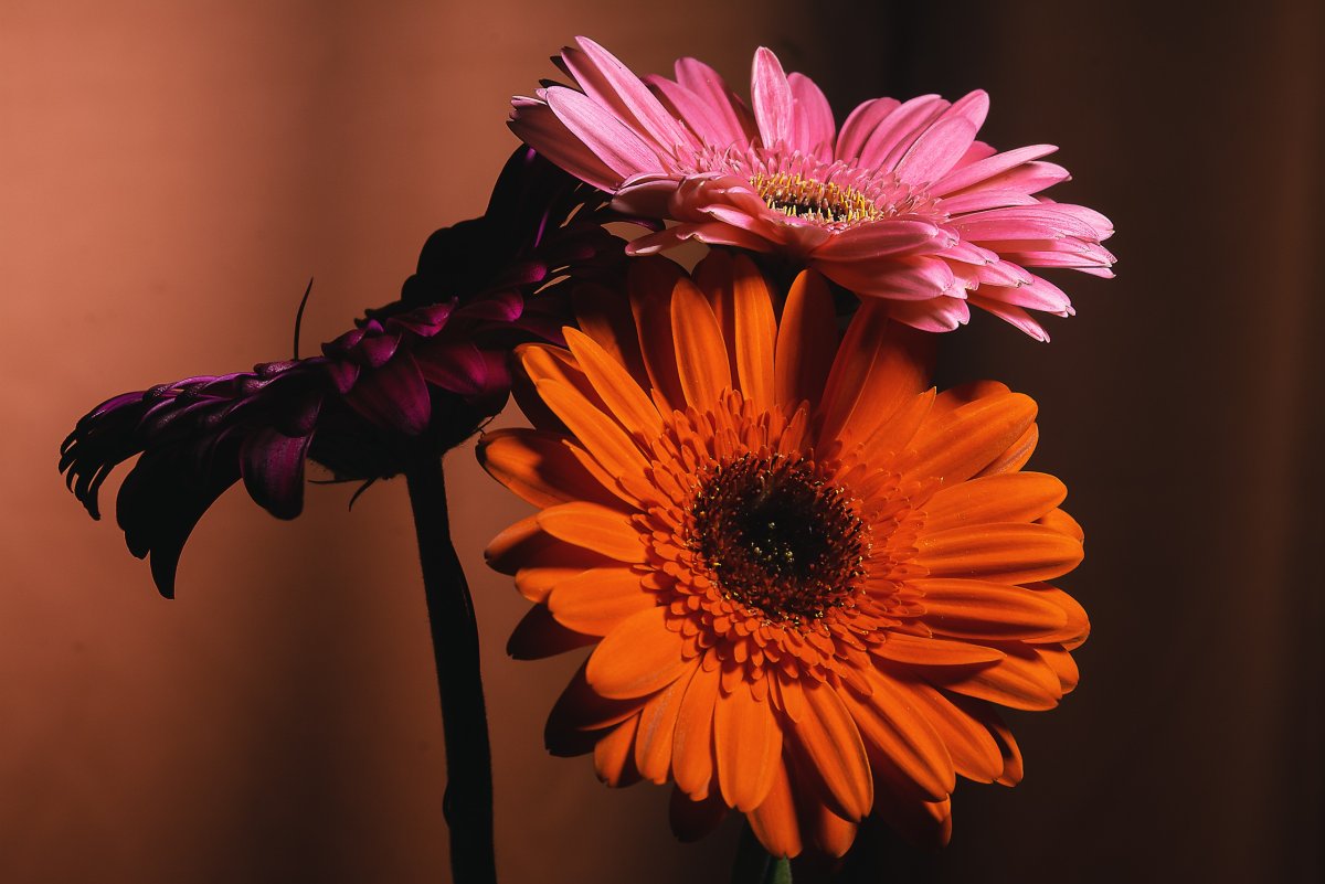 Открытка с днем рождения цветы герберы