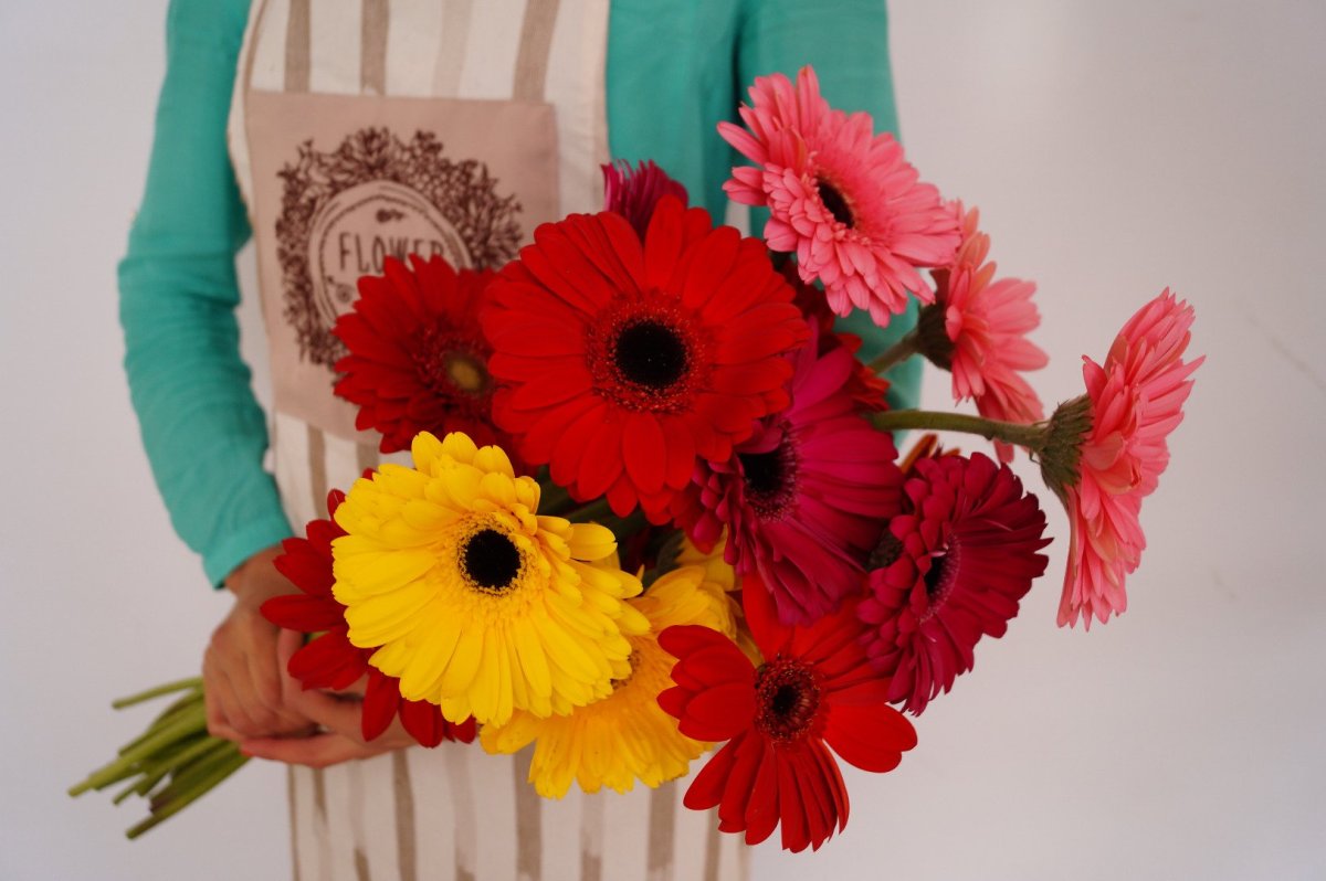 Гербера гарвиния