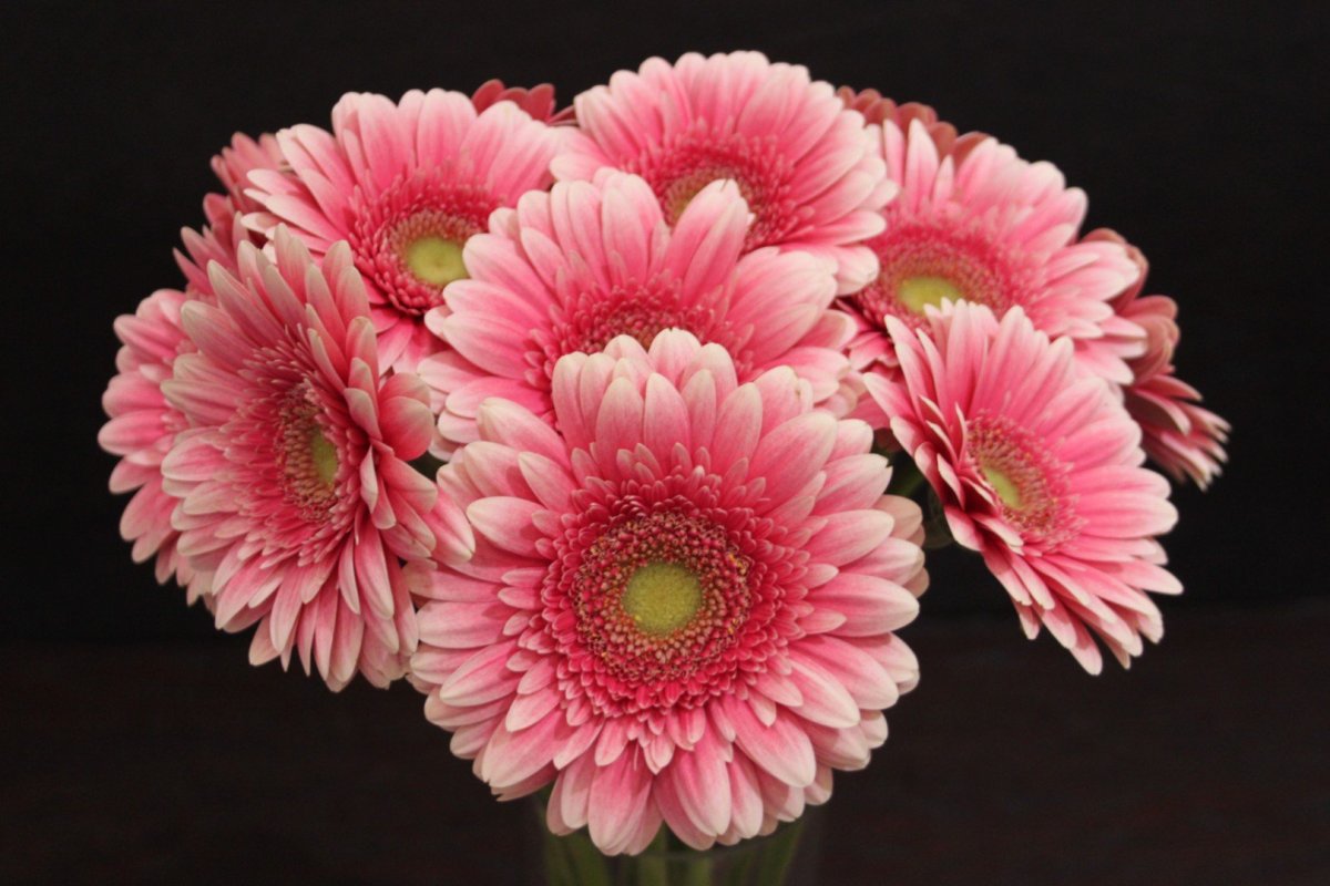 Гербера Карамболь