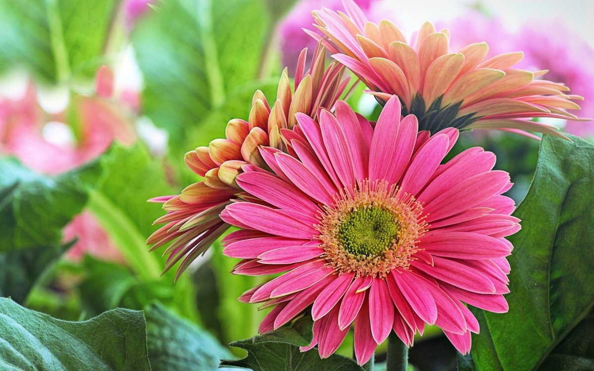 Гербера Дейзи