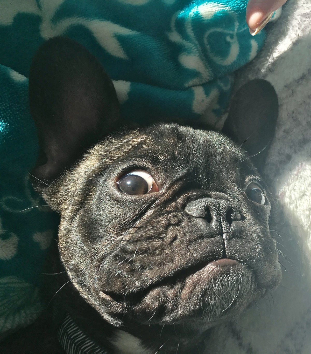 Глаза французского бульдога