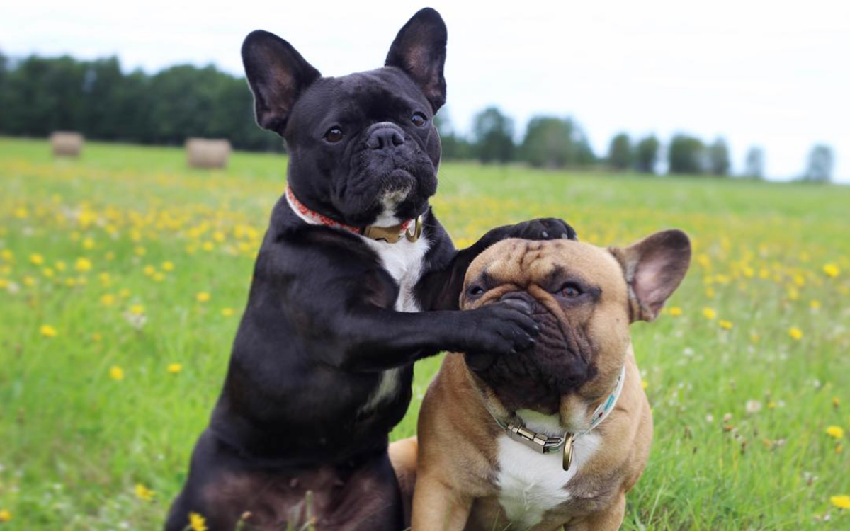 Франц бульд