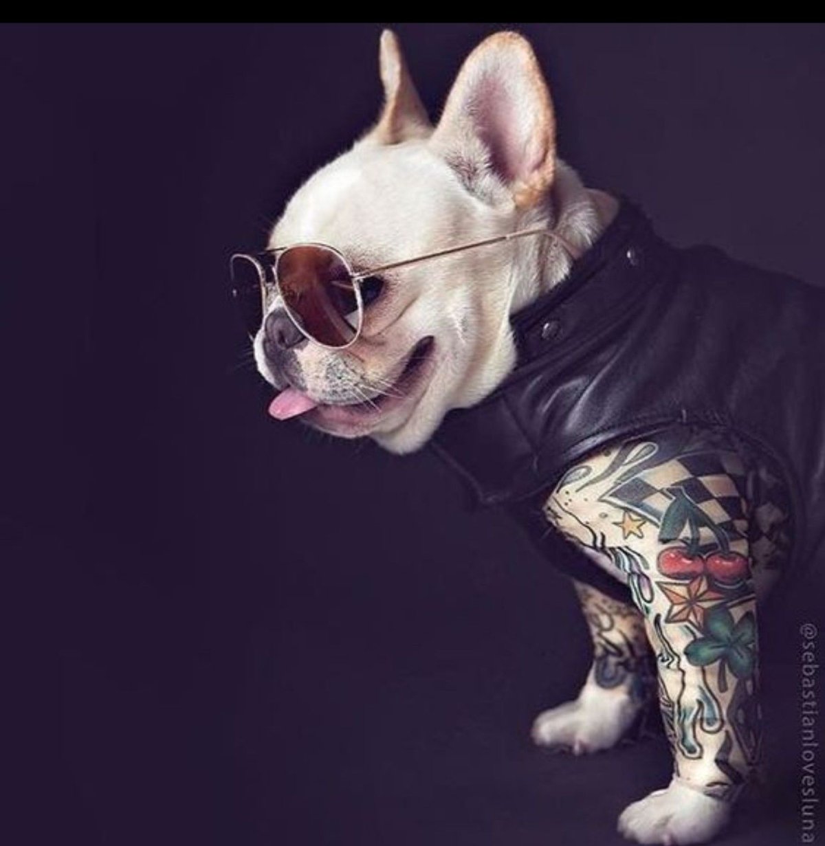 Крутой бульдог