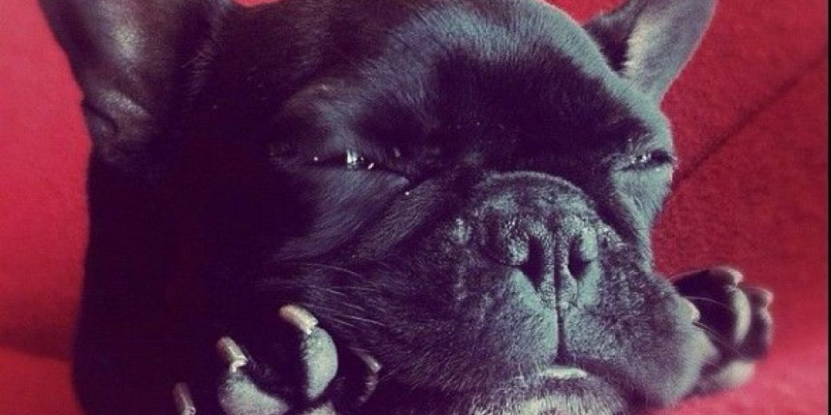 Троттер бульдог