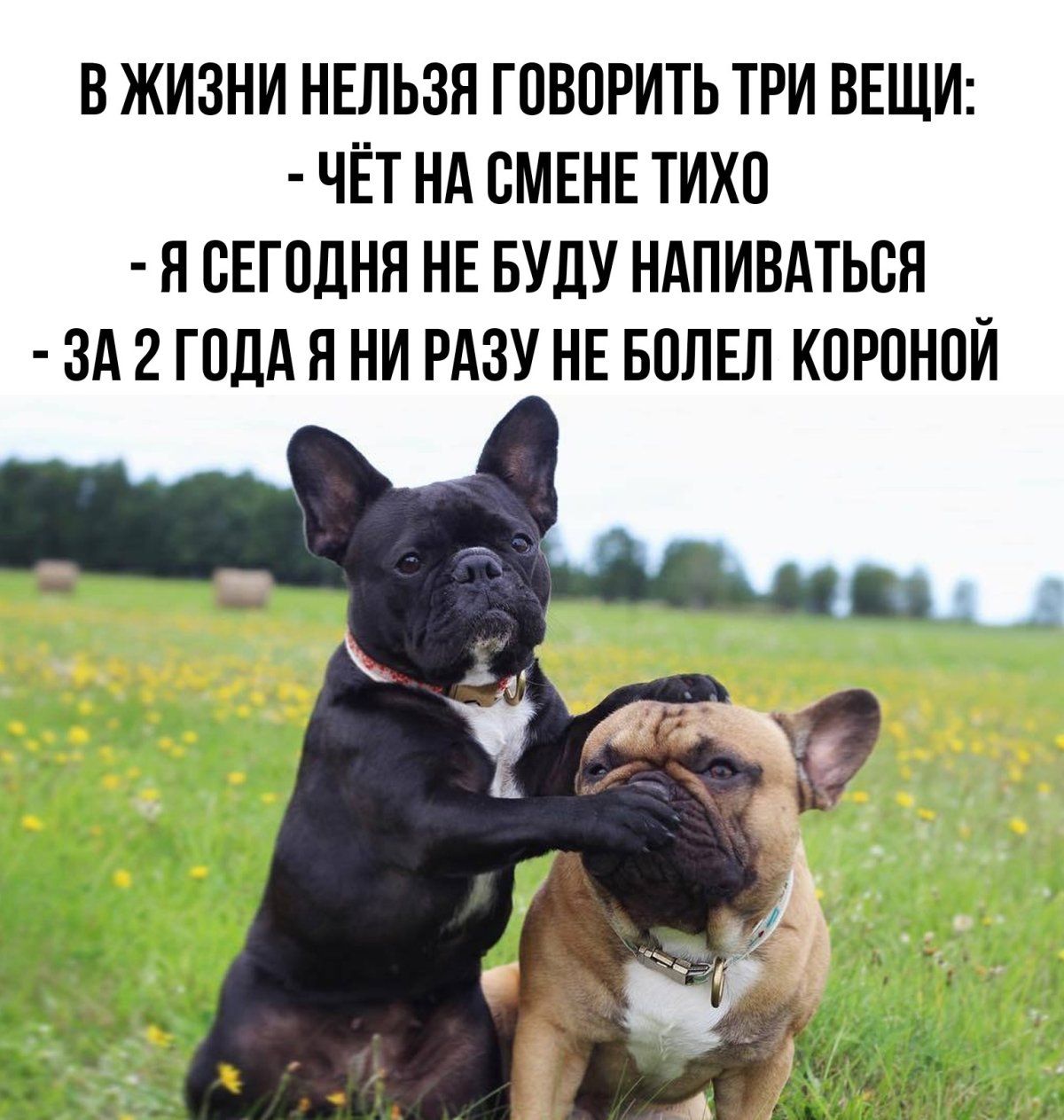 Смешные французские бульдоги