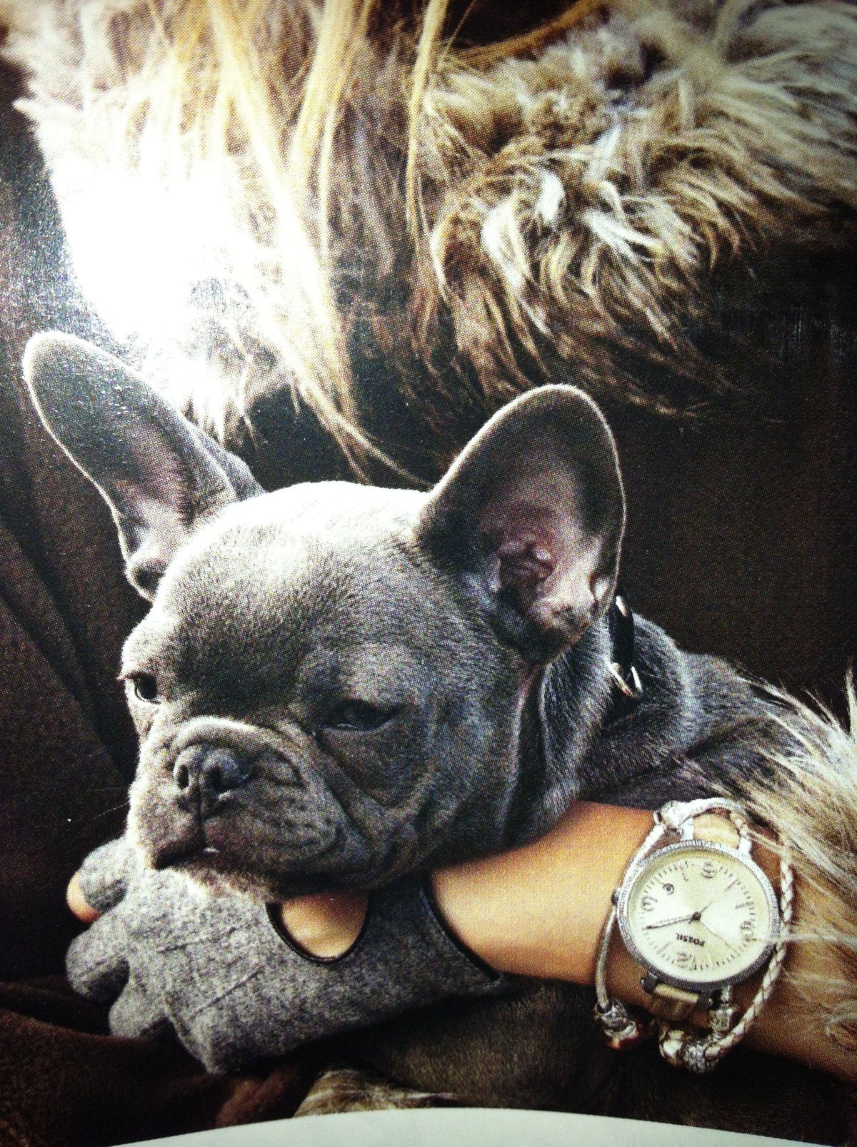 Французский бульдог любовь