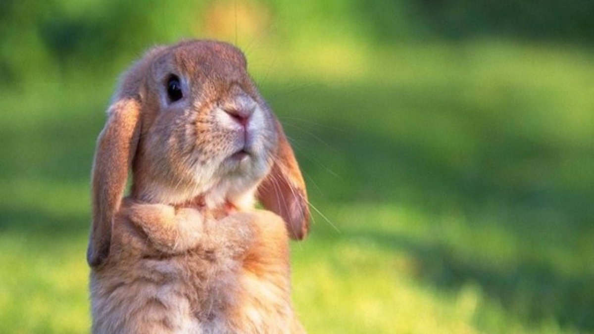 Смешные кролики