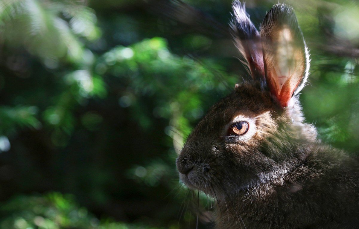 Морда зайца