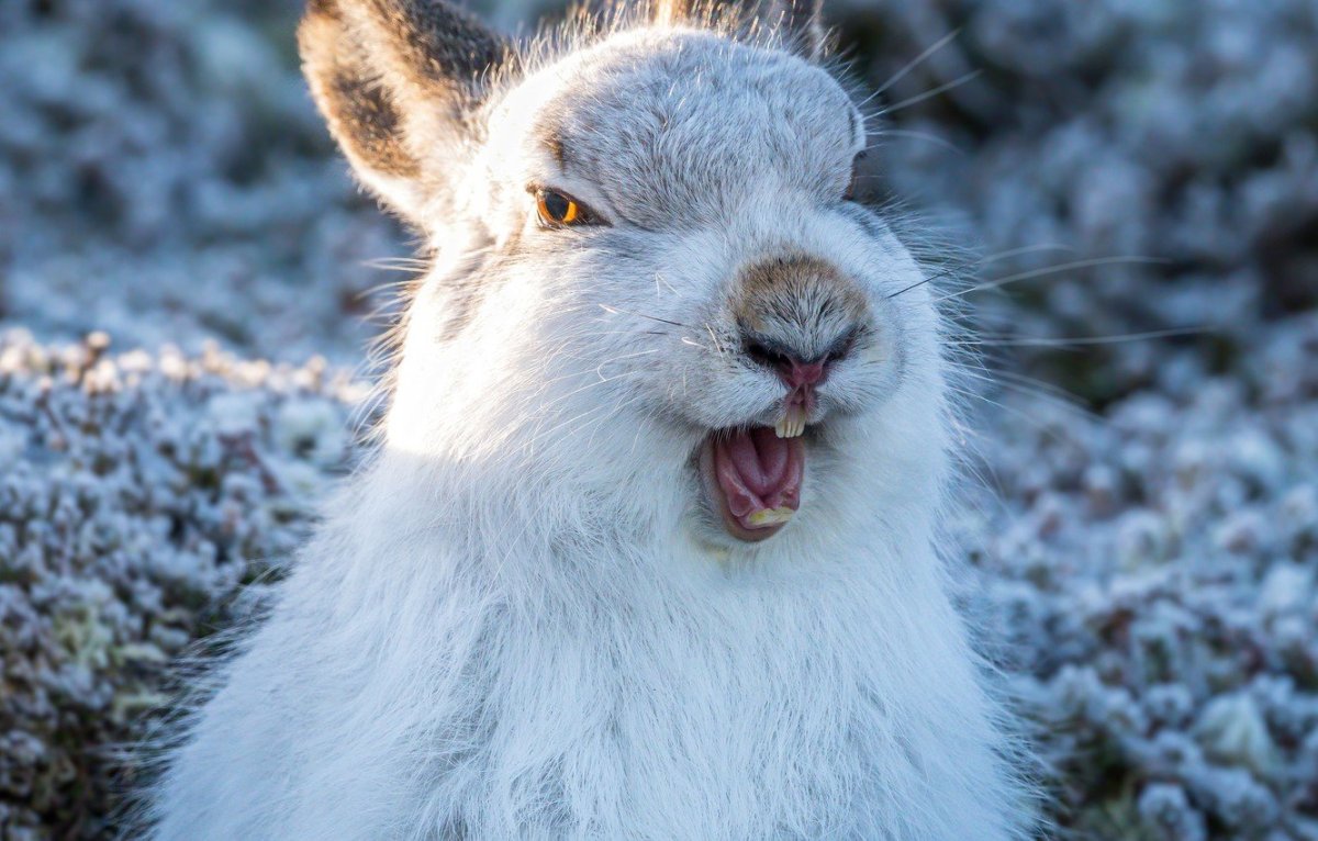 Заяц Беляк морда