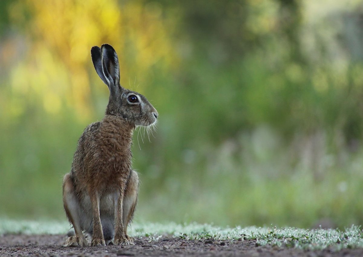 Заяц Русак и кролик