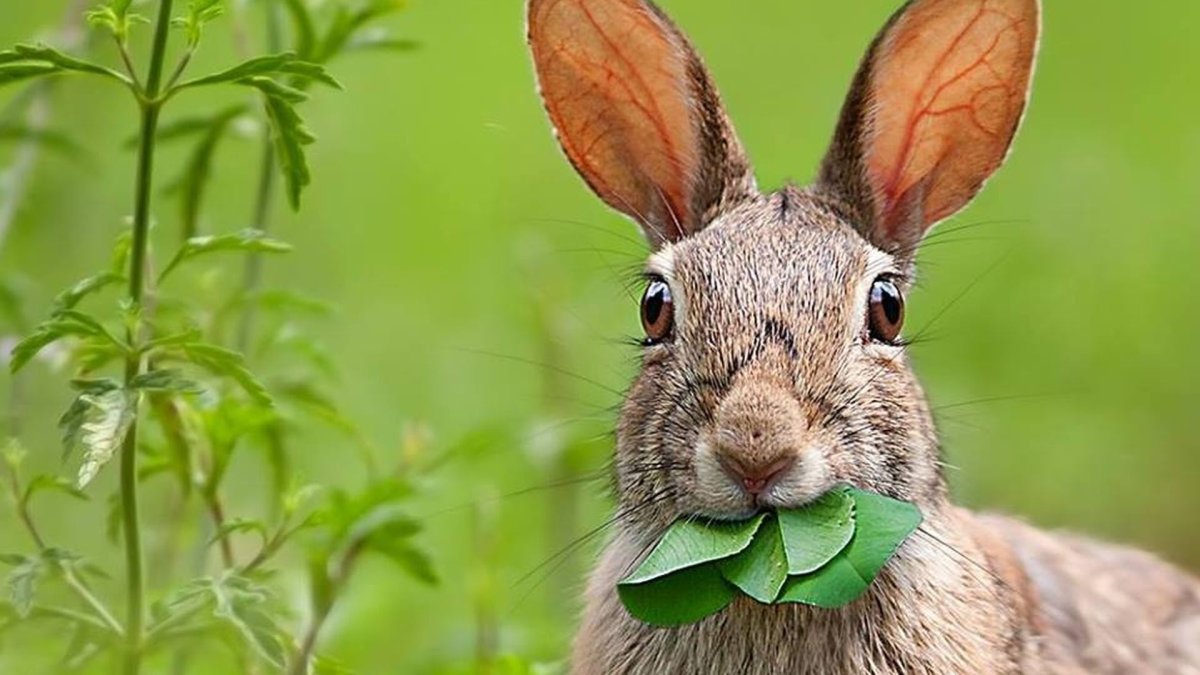 Заяц ест траву