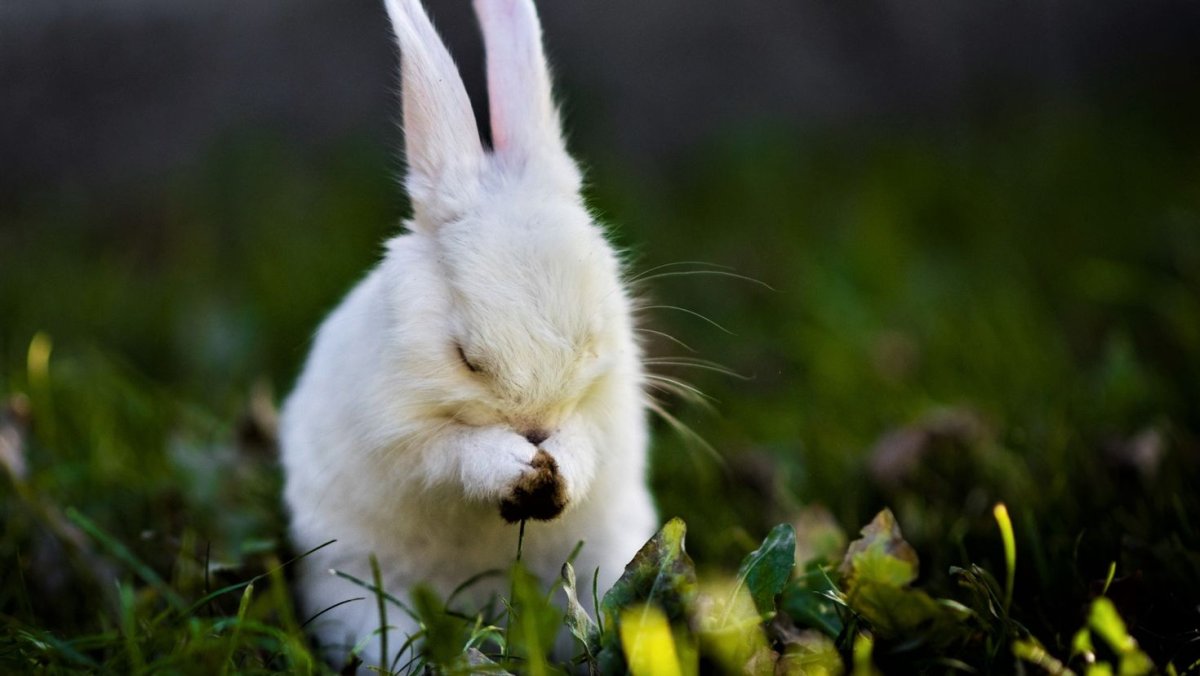 Белый зайчик