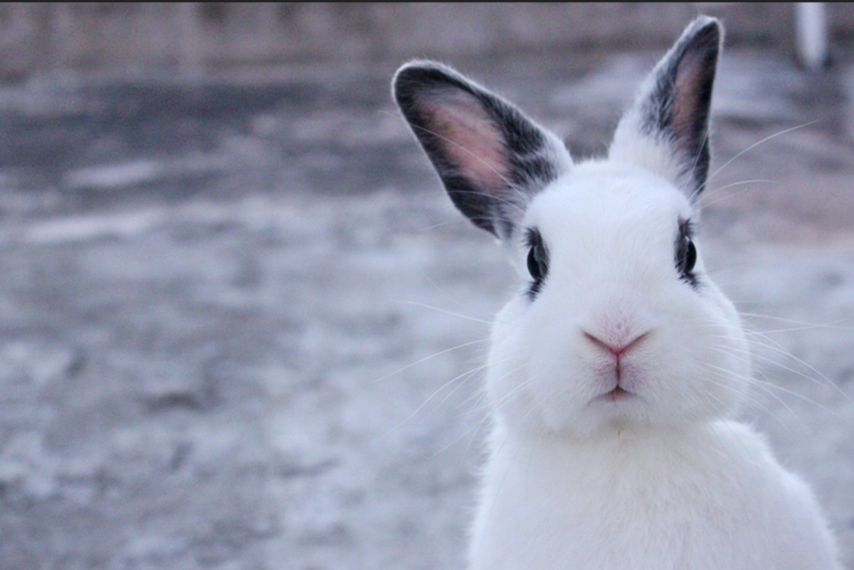 Смешной заяц