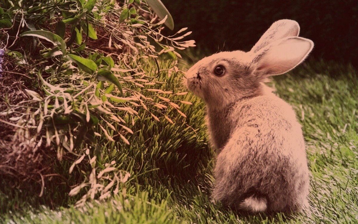Коричневый заяц
