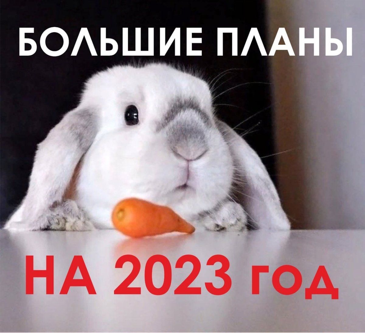 Смешные кролики