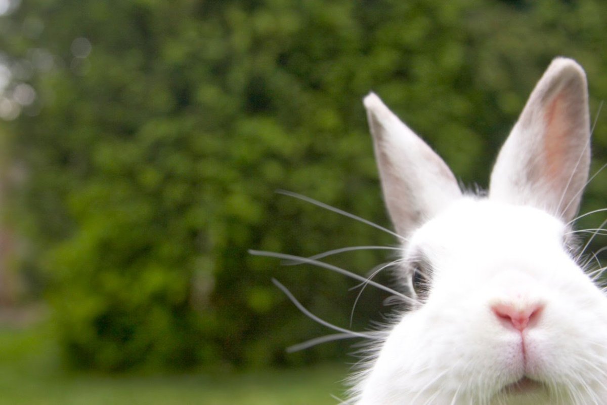 Испуганный белый кролик