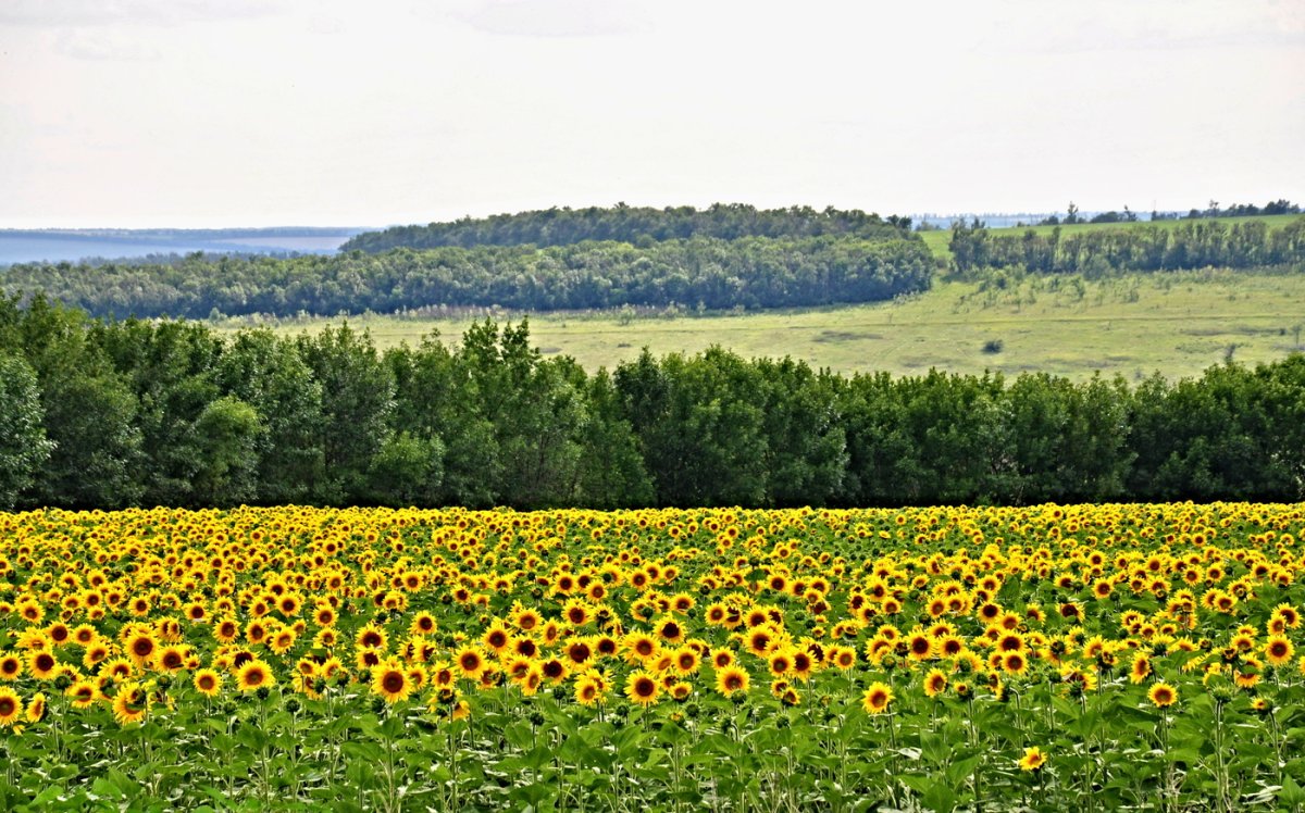 Лето в деревне