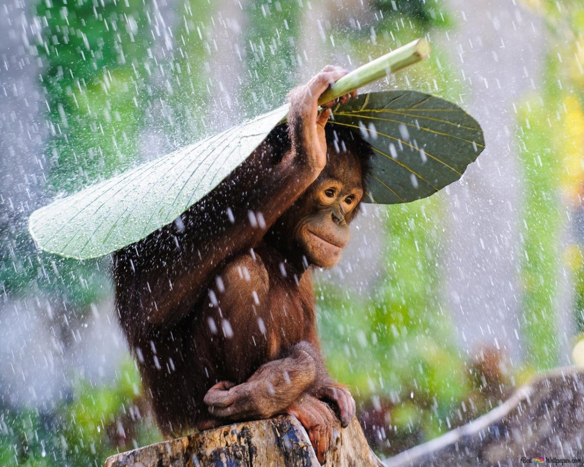 Обезьяна под дождем