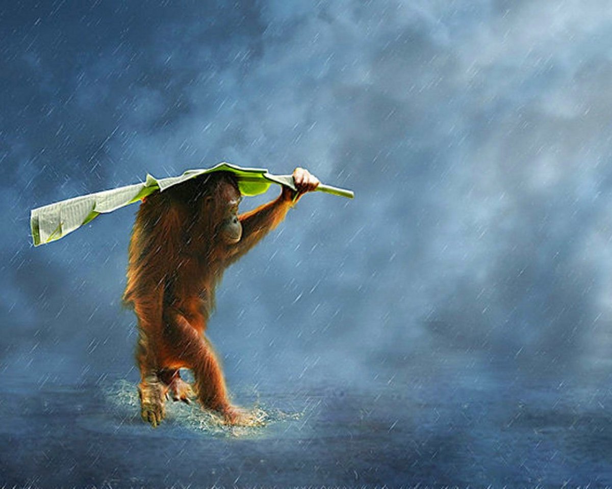 Обезьяна с зонтиком