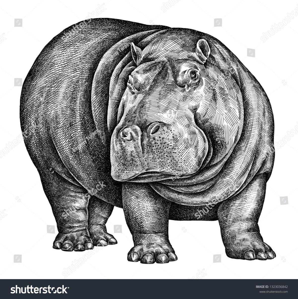 Бегемот черно белый