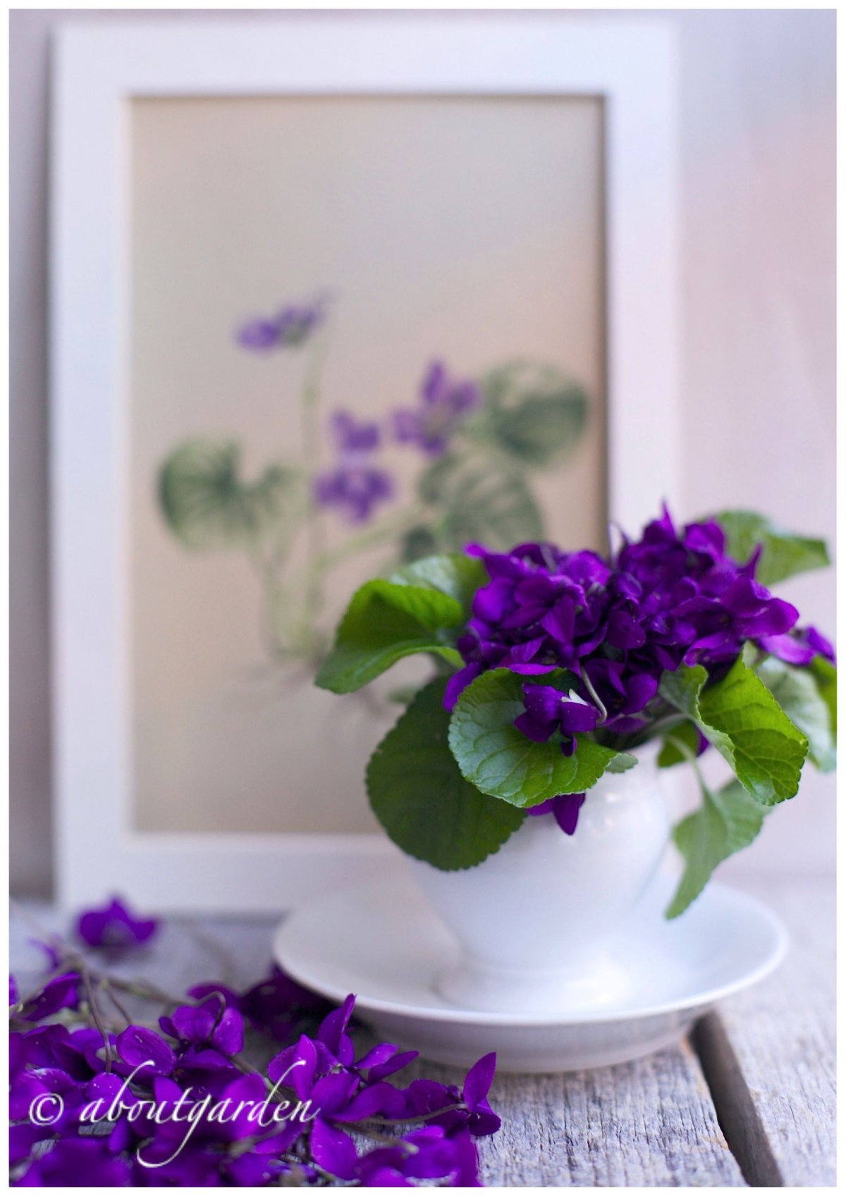 Доброе утро в фиолетовых тонах